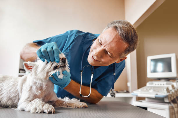 Best Emergency Dental Care for Abscessed Tooth in Madison Center, CT